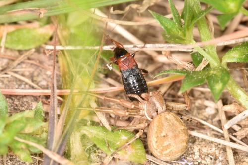 Prostemma sanguineum